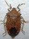 DSCN6758 - Copia.JPG