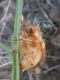 melolontidae 3.JPG