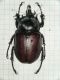 Eupatorus siamensis1.JPG