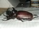 Eupatorus siamensis2.JPG