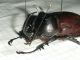 Eupatorus siamensis3.JPG