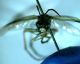 Tenthredinidae_2.jpg