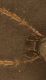 IMG_1553 pubescenza.jpg