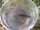 Carabus impressus carmelita 2012.01.20 Kiryat  Haim.jpg