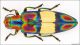 Chrysochroa_fulgens_ChiangMai_20IX2000.jpg