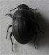 Erodius dejeani Solier,1834 9-10,5 mm.jpg