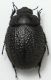 Ecphoroma 01.jpg