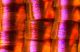 Farfalla Urania ripheus CROP 100%.jpg