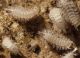 lophoproctidae dorsale.JPG