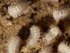 lophoproctidae ventrale.JPG
