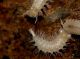 lophoproctidae dorsale.JPG