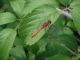 libellula 216.jpg