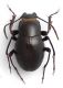 Piestognathus 03.jpg