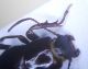 Piestognathus 05.jpg