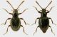 S_pelliceus-scutellaris.jpg