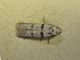 Coll_DSC_0810.JPG