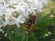volucella381.jpg
