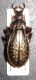 Platycarabus fabricii feichtauensis.jpg