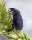 Hymenoplia sp..jpg