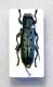 S. octopunctata 1.jpg