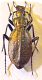 Carabus.jpg