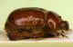 aa callicnemis2.JPG