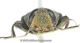 Chrysobothris solieri_Head2.jpg