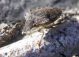 Halyomorpha 2.jpg