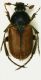 aa A.abdominalis2.JPG