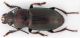Carabidae-orizz-Web.jpg