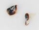 Carabidae-parameri.jpg