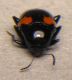 DSCN8186 - Copia.JPG