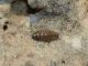 larva in natura e.jpg