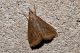 DSC_0041.jpg