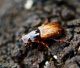 Euheptaulacus porcellus 1.jpg