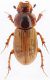 Euheptaulacus porcellus.jpg