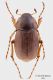 Geotrogus-sicelis_maschio.jpg