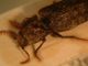 DSCF2170.JPG