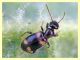 Anthicidae - Roma - Caffarella - 12.11.2011.JPG