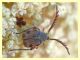 Bruchidae - Anzio 28.6.2011.JPG
