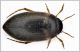 Hydroporus Sardegna.jpg