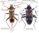 Confronto-Rhyparochromus-Raglius.jpg