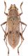 Cerambycidae-Mexico-Web-Vert.jpg