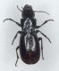 Carabidae 003mod.jpg