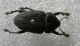 larve pentodon 093.jpg