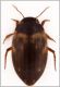 Hydroporus cf tesselatus.jpg