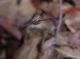 SympetrumStriolatum9298.jpg