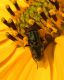 Alberoni, 30 settembre 2011 094a.jpg