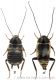 Coppia Phyllodromica brevipennis.jpg