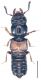 Platystethus arenarius (Fourcroy, 1785).jpg